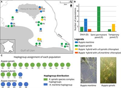 Hidden Hybridization and Habitat Differentiation in a Mediterranean Macrophyte, the Euryhaline Genus Ruppia